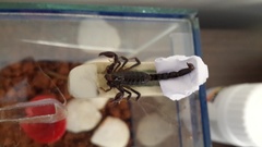 Bothriurus araguayae