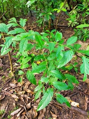 Glochidion lanceolatum