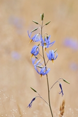 Conanthera bifolia