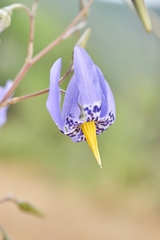 Conanthera bifolia
