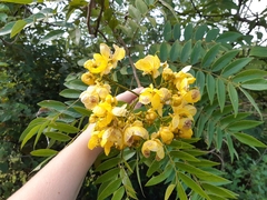 Senna spectabilis