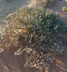 Mesembryanthemum dinteri