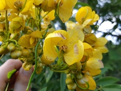 Senna spectabilis