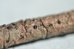 Tryblidiopsis pinastri