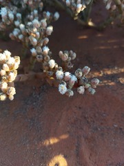 Mesembryanthemum dinteri