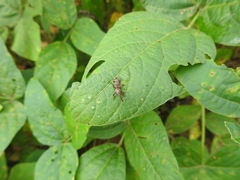 Arrhenodini