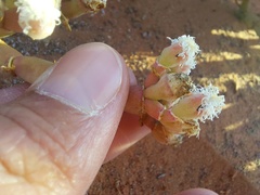 Mesembryanthemum dinteri