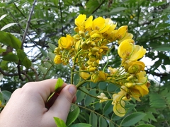 Senna spectabilis