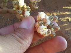 Mesembryanthemum dinteri