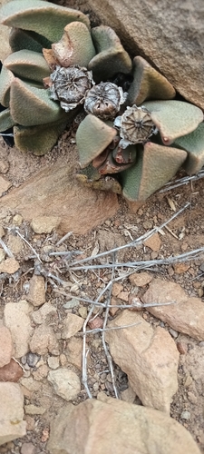 Image of Pleiospilos compactus by (c) Noeleen du Toit, some rights reserved (CC BY-SA)