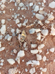 Psammobates tentorius verroxii