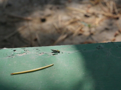 Agrilinae