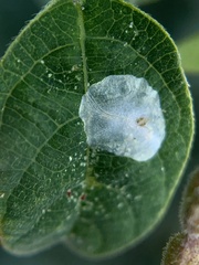 Gracillariidae