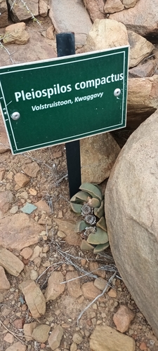Image of Pleiospilos compactus by (c) Noeleen du Toit, some rights reserved (CC BY-SA)