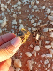 Psammobates tentorius verroxii