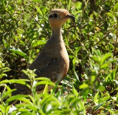Cursorius temminckii