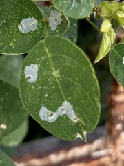 Gracillariidae