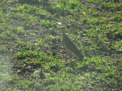 Cursorius temminckii