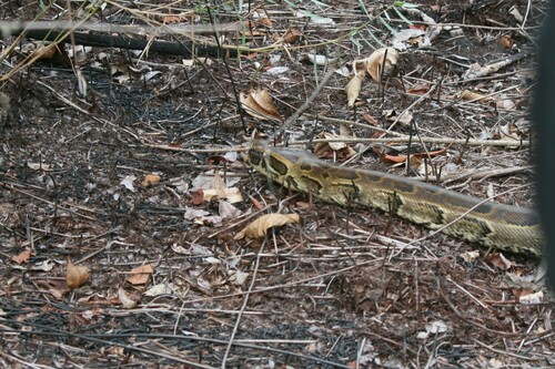 African Rock Python