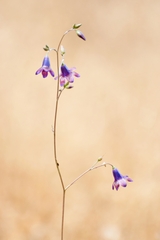 Conanthera campanulata