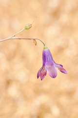 Conanthera campanulata