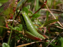 Micropodisma salamandra