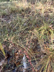 Trichostema suffrutescens