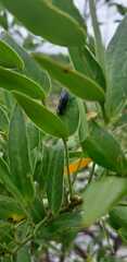 Adurgoa gonagra