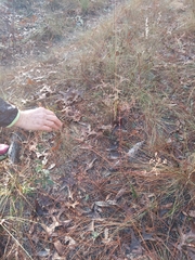 Trichostema suffrutescens