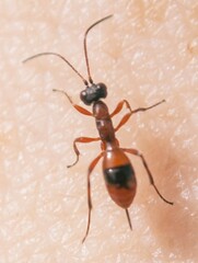 Gelis melanocephalus