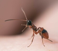 Gelis melanocephalus