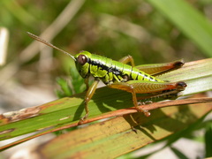 Micropodisma salamandra