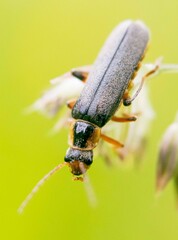 Cantharis nigricans