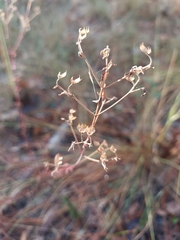 Trichostema suffrutescens