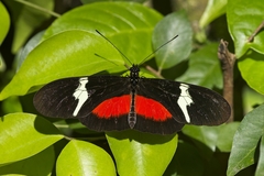 Heliconius clysonymus