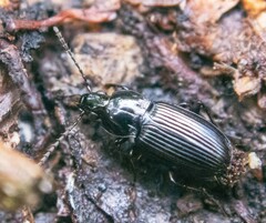 Pterostichus vernalis