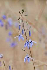 Conanthera trimaculata