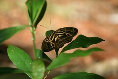 Catuna angustatum