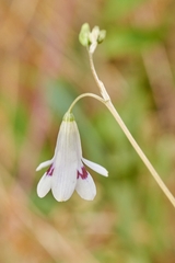 Conanthera trimaculata