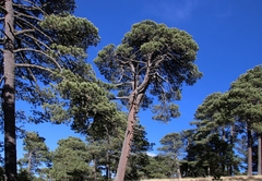 Pinus hartwegii