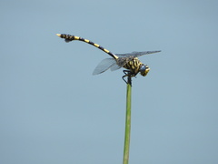 Ictinogomphus ferox