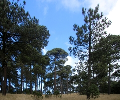 Pinus hartwegii