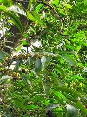 Glochidion lanceolatum