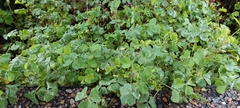Oxalis