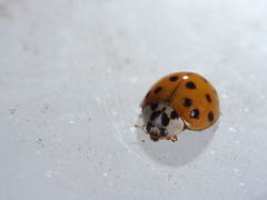 Harmonia axyridis