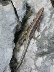 Iberolacerta horvathi