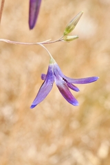 Conanthera