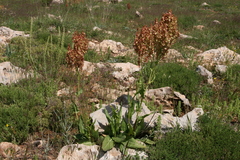 Rumex thyrsoides