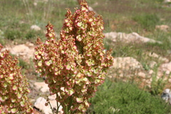 Rumex thyrsoides