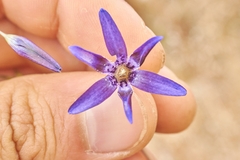Conanthera